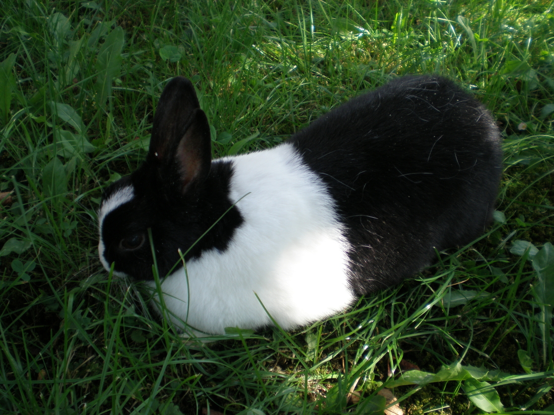 králík, který je na trávě 