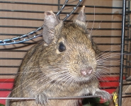 Osmák degu