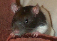Potkan, informační obrázek