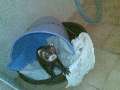 Fretka Zuzanka spí v kbelíku