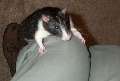 potkan lezoucí po koleni