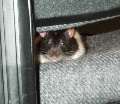 potkan schovaný na židli