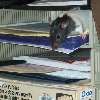 potkan kontroluje lejstra