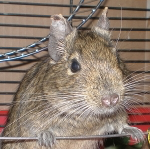 Osmák degu ikona.